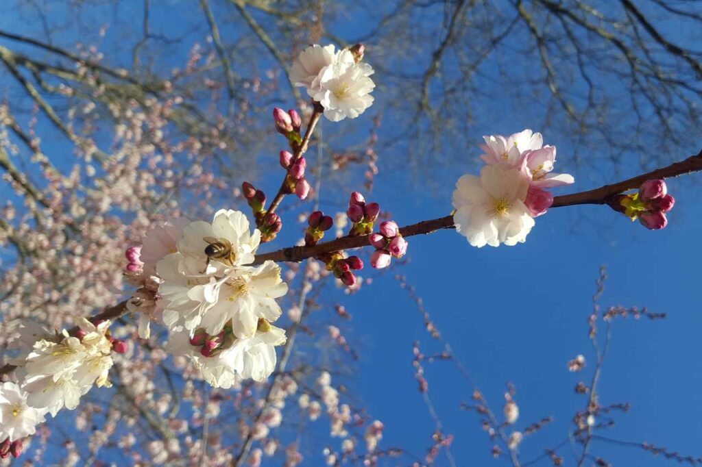 Zarte Kirschblüte vor blauem Himmel - Entdecke den Zauber des autobiografischen Schreibens und lass deine Erinnerungen erblühen.