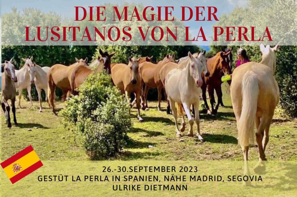 Erlebe die magische Schönheit der Lusitanos von La Perla auf dem Gestüt in Spanien. Spüre die einzigartige Verbindung und Harmonie in dieser faszinierenden Pferdeherde.