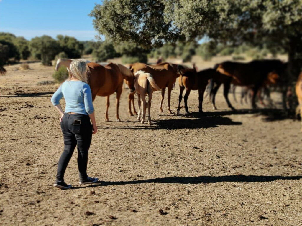Tauche ein in die faszinierende Welt der Heldenreise mit Pferden und werde zum "Hero’s Journey Instructor". Erlebe transformative Workshops und Coaching mit Ulrike Dietmann.
