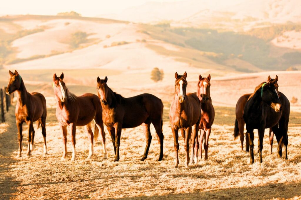 Auf dem malerischen Gestüt Yeguada la Perla in Spanien stehen majestätische Pferde, eingebettet in eine atemberaubende Kulisse, die zum Träumen einlädt.