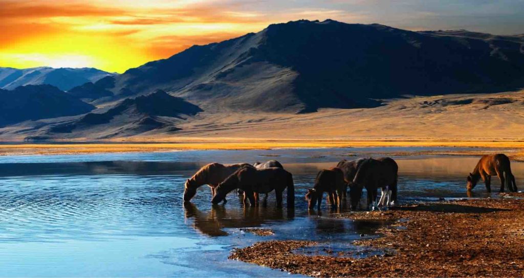Tauche ein in die faszinierende Welt der Pferdeherde im Spirit Horse Club. Spüre die Harmonie, die Magie und die tiefe Verbundenheit dieser majestätischen Tiere.