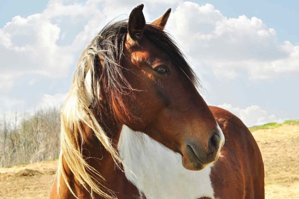 Entdecke die verborgene Sprache der Pferde durch Ulrike Dietmanns Kurs zur Tierkommunikation. Vertiefe deine Verbindung zu diesen majestätischen Wesen und lerne ihre Botschaften zu verstehen.