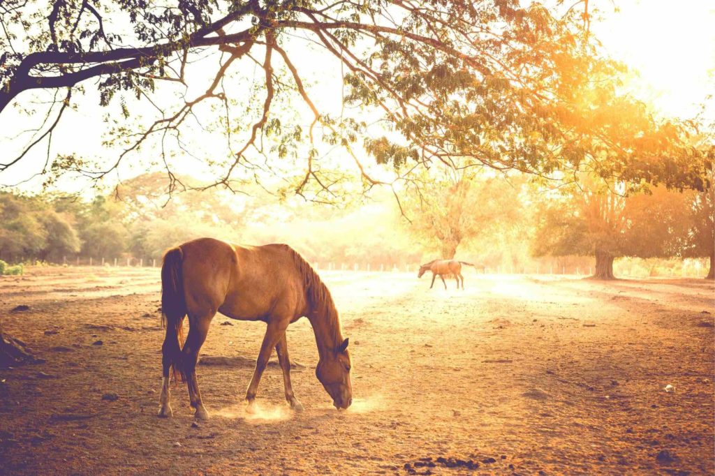 Medizinpferd Workshop: Pferde in ihrer natürlichen Umgebung – eine heilsame Erfahrung