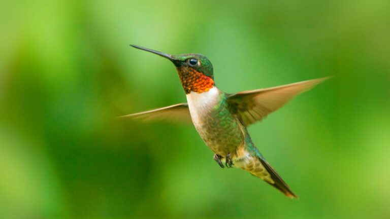 Humming-Bird-