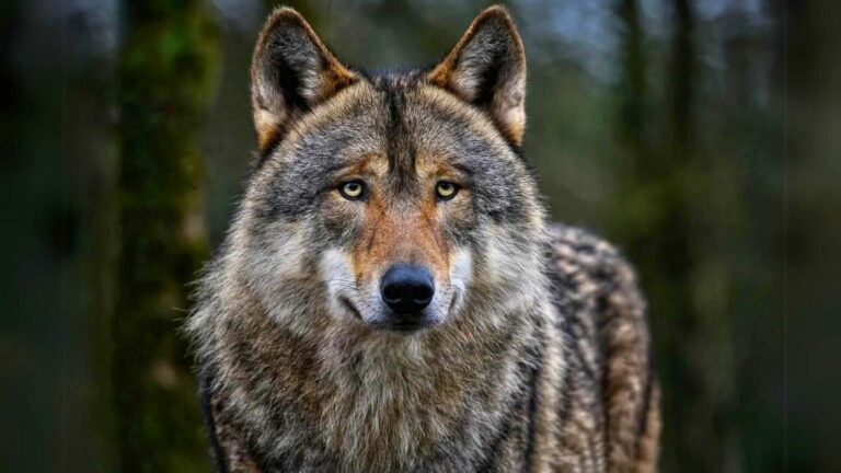 The-Wolf-Be-a-rock-of-loyalty